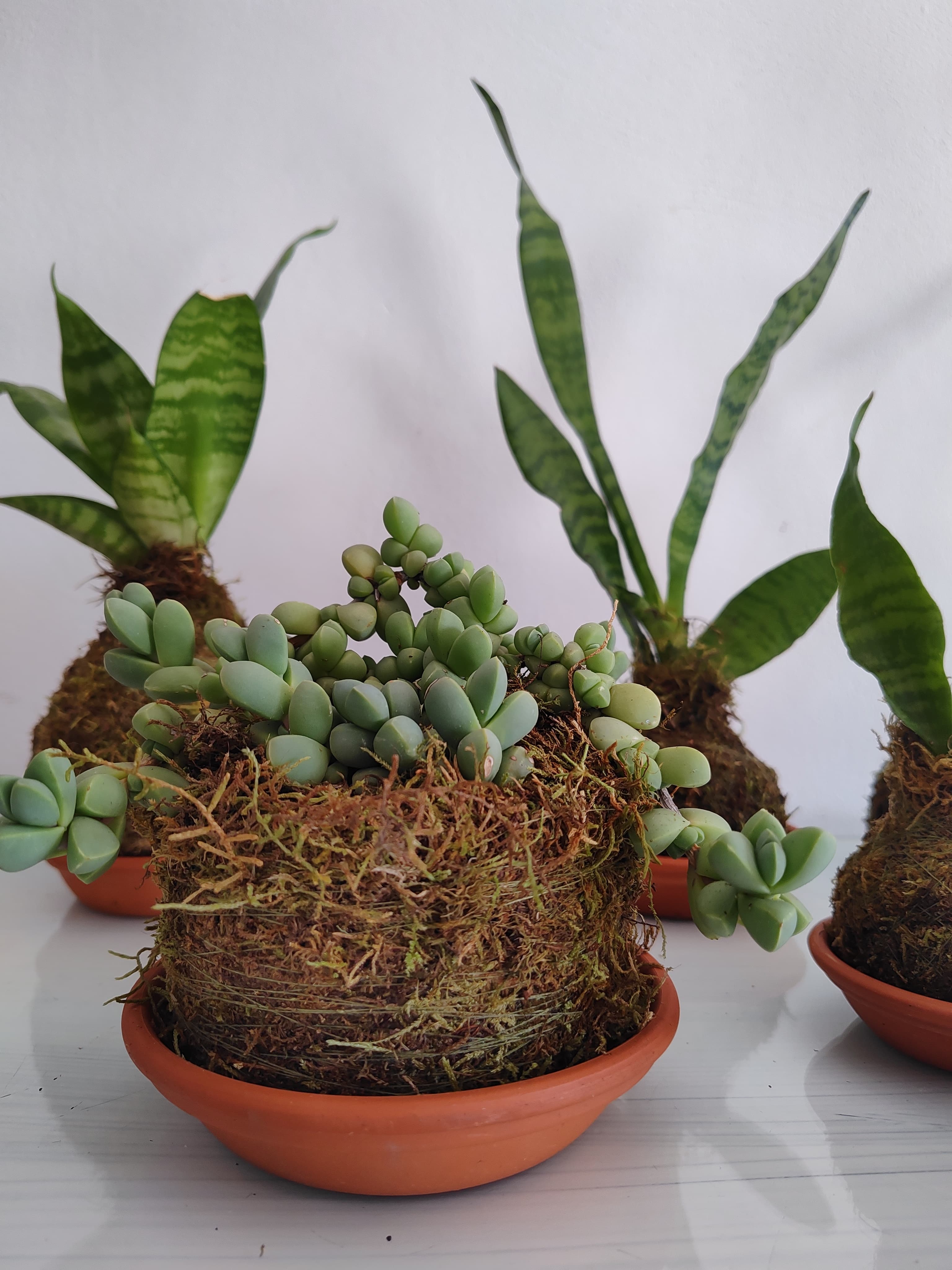 Kokedama grande