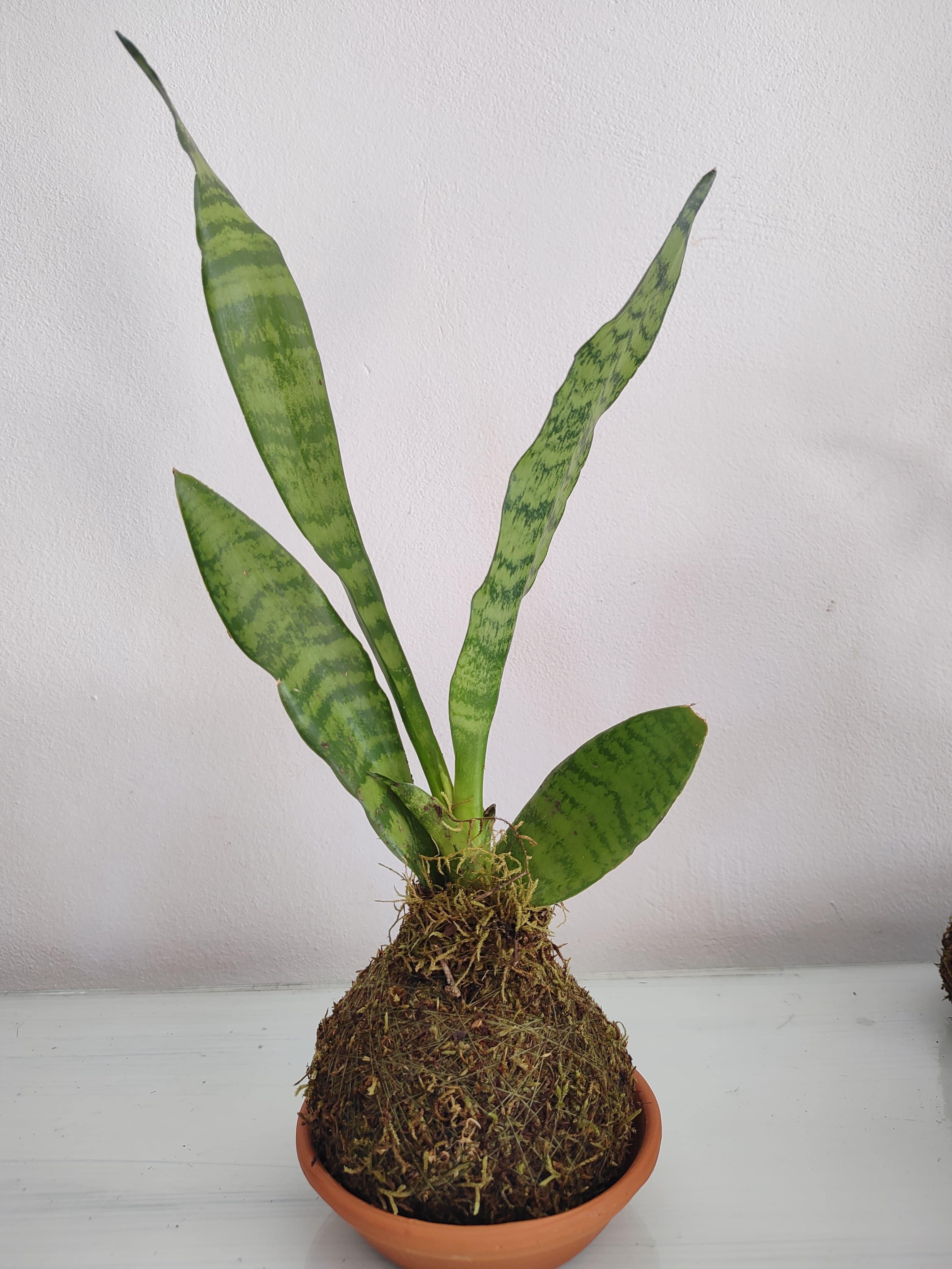 Kokedama 