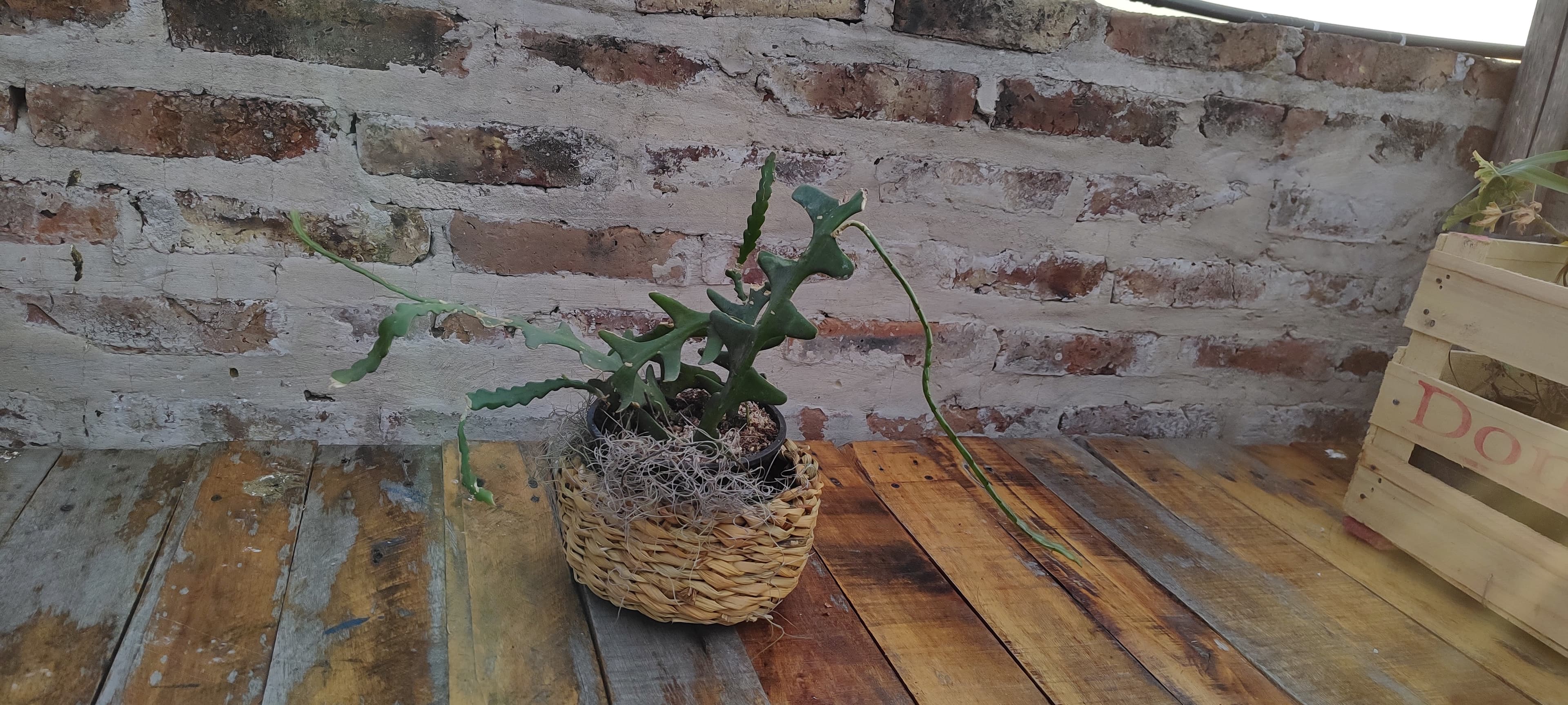 Combo de suculenta con porta macetas de mimbre y Barba de Viejo (Tillandsia usneoides)