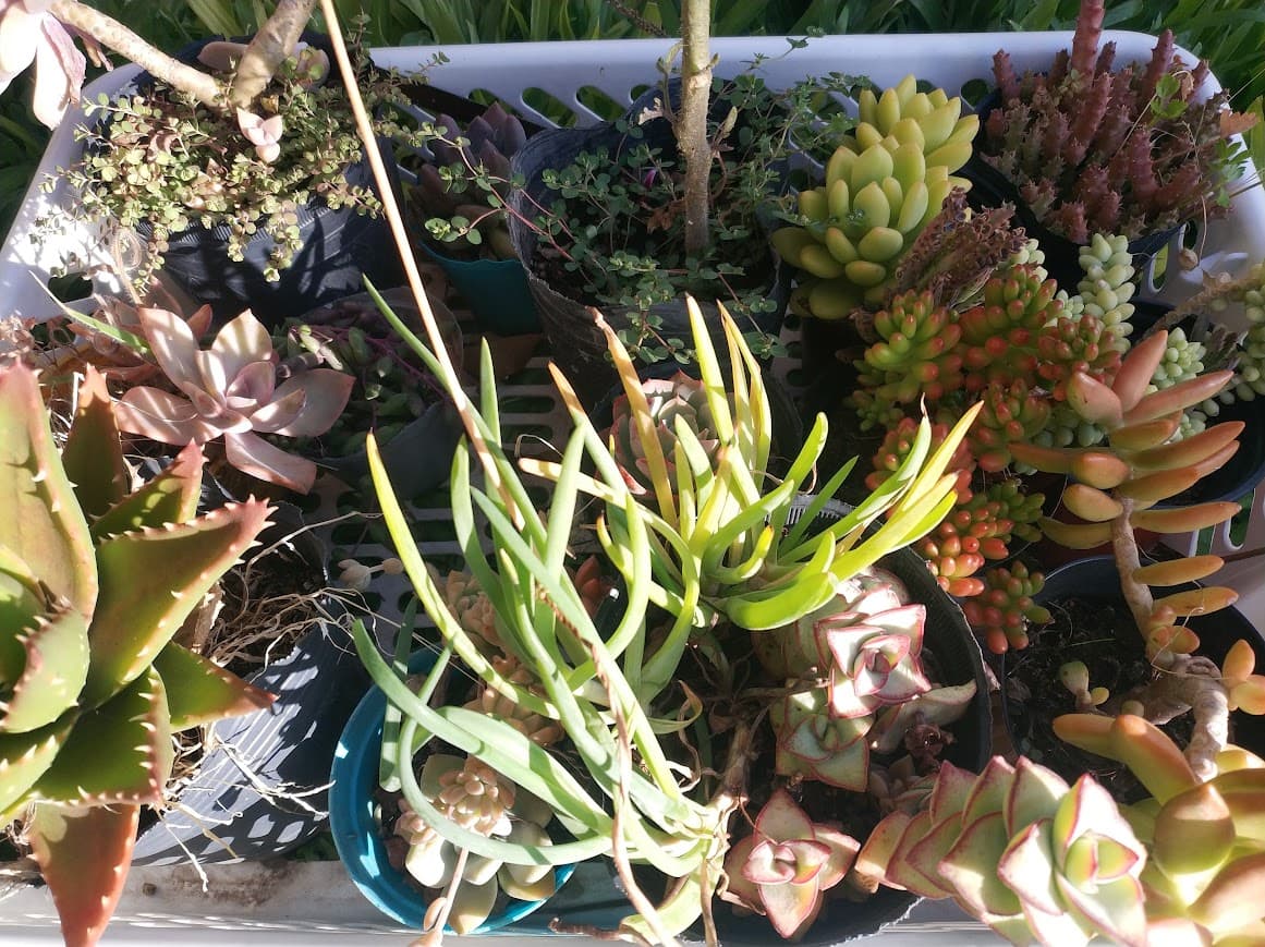 Variedad de suculentas y cactus