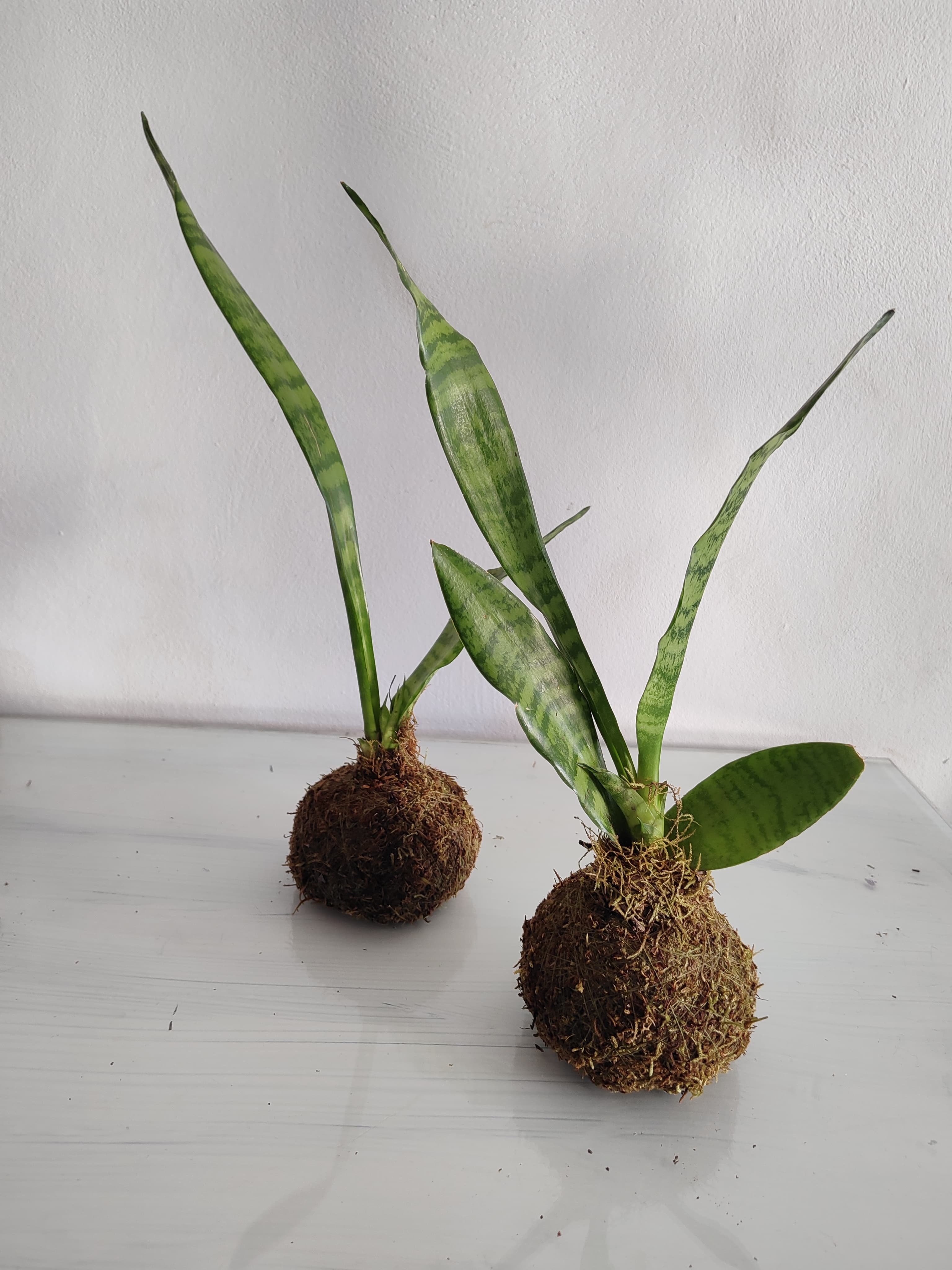 Promo Kokedamas medianas