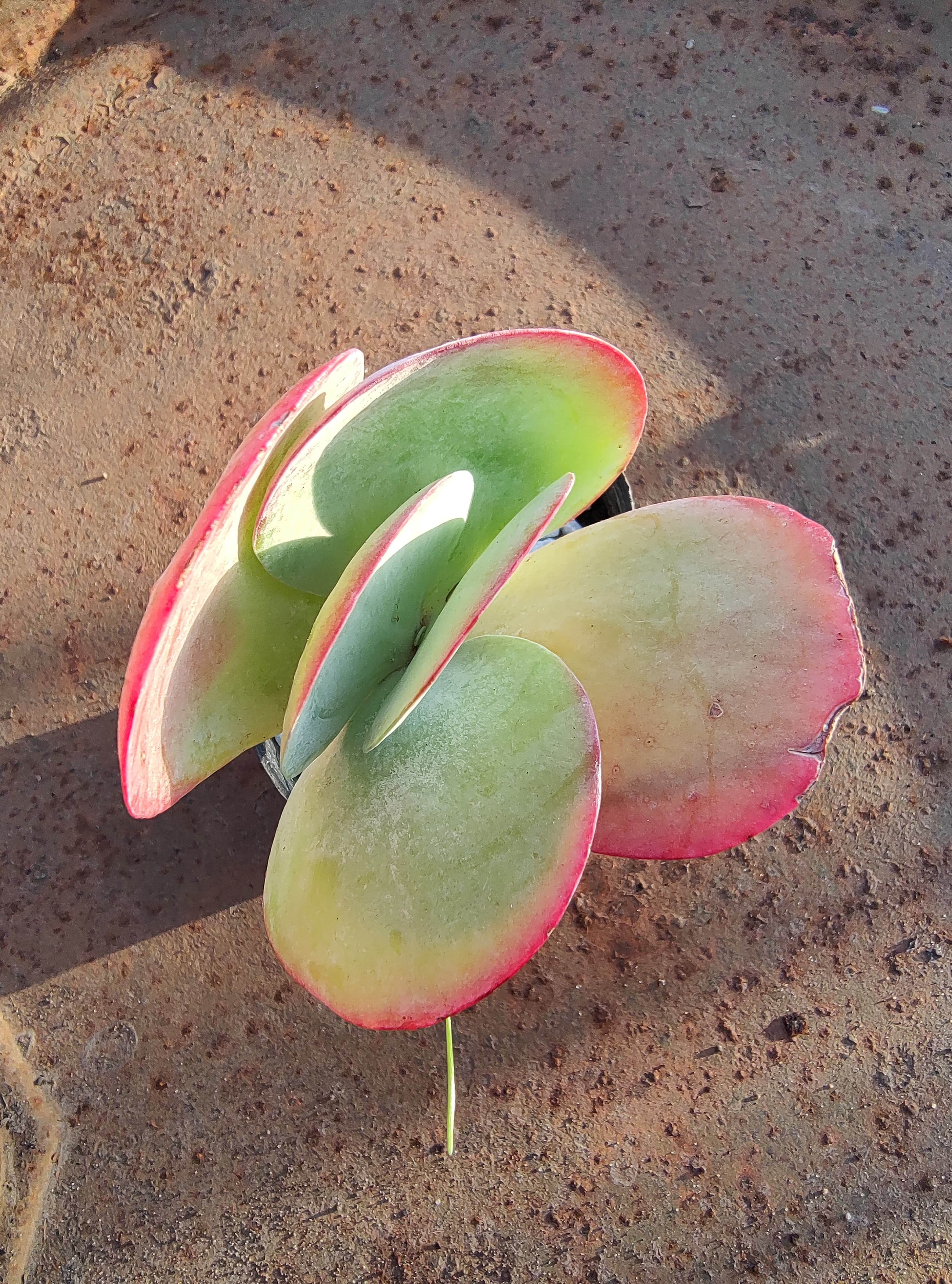 Kalanchoe thyrsiflora