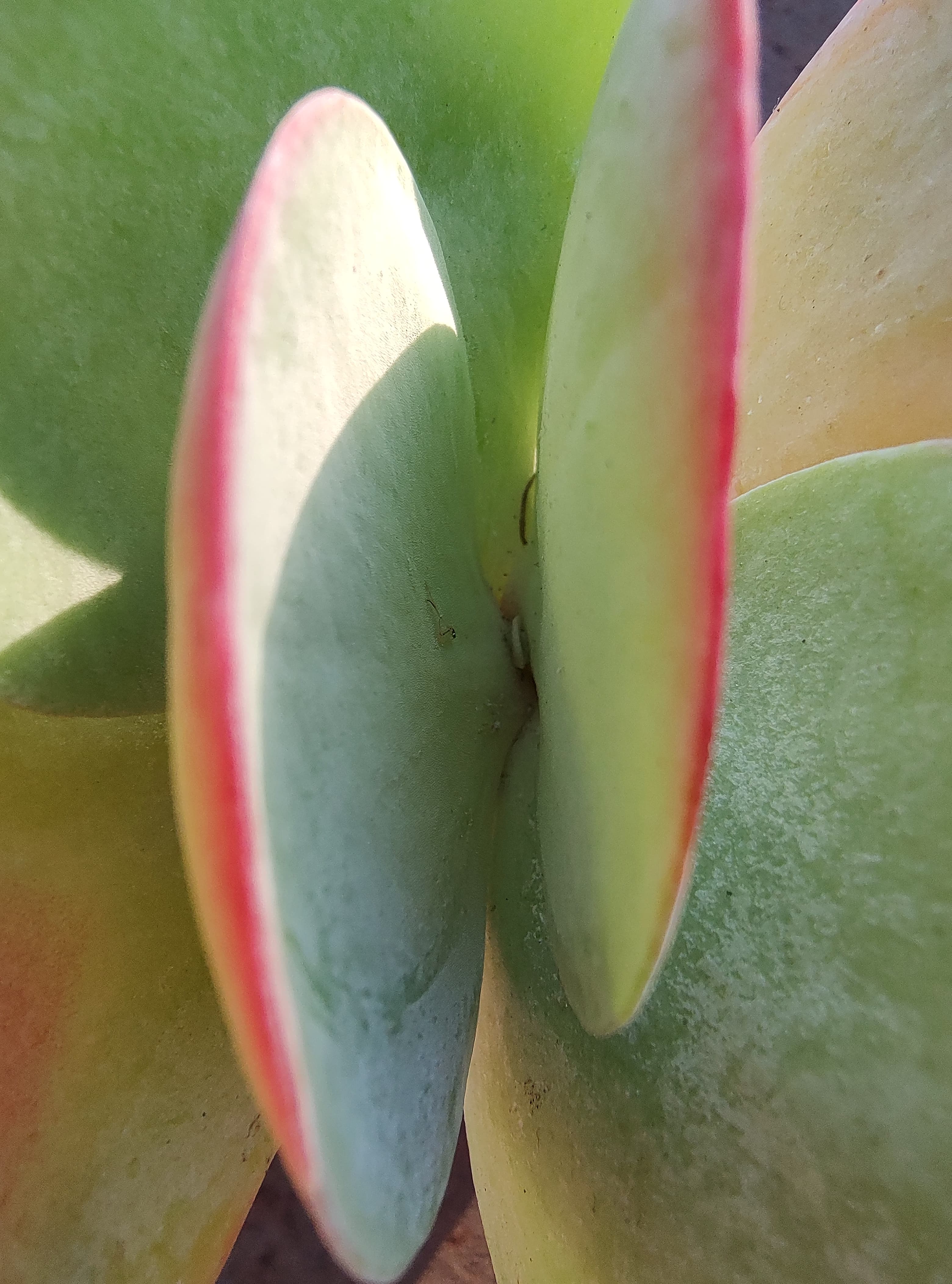 Kalanchoe thyrsiflora - Imagen 2
