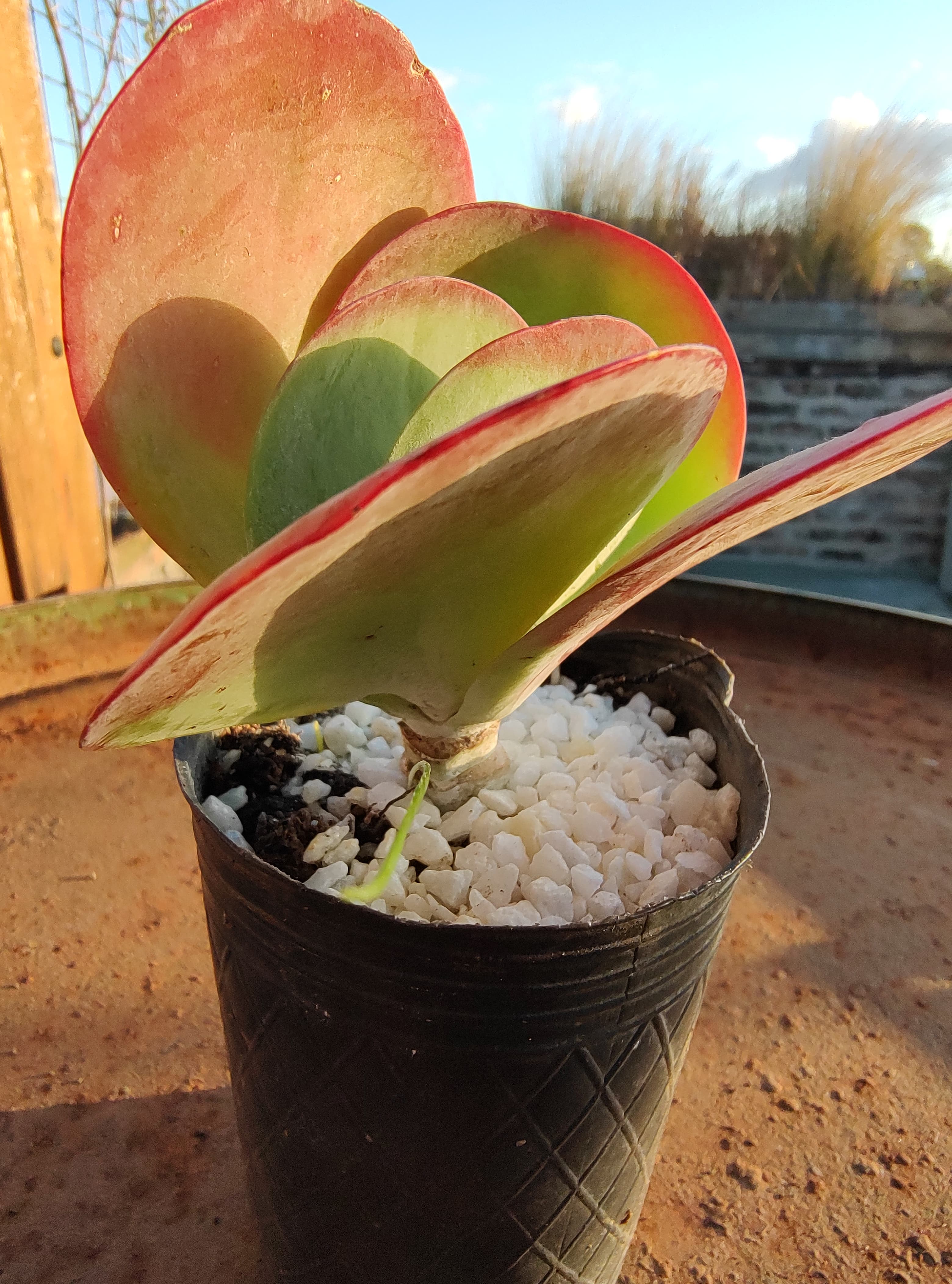 Kalanchoe thyrsiflora - Imagen 4