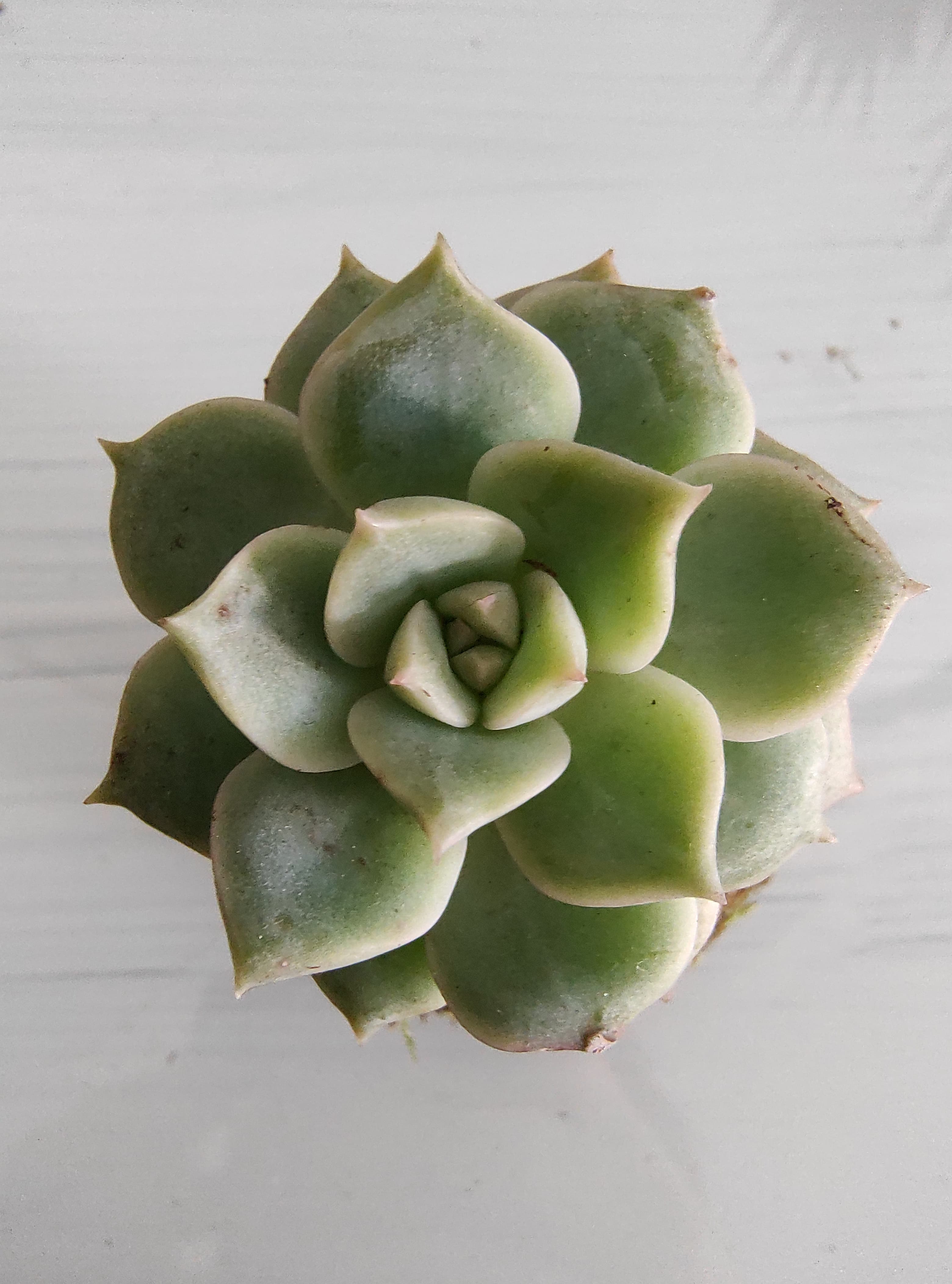 Suculenta / Graptoveria titubans