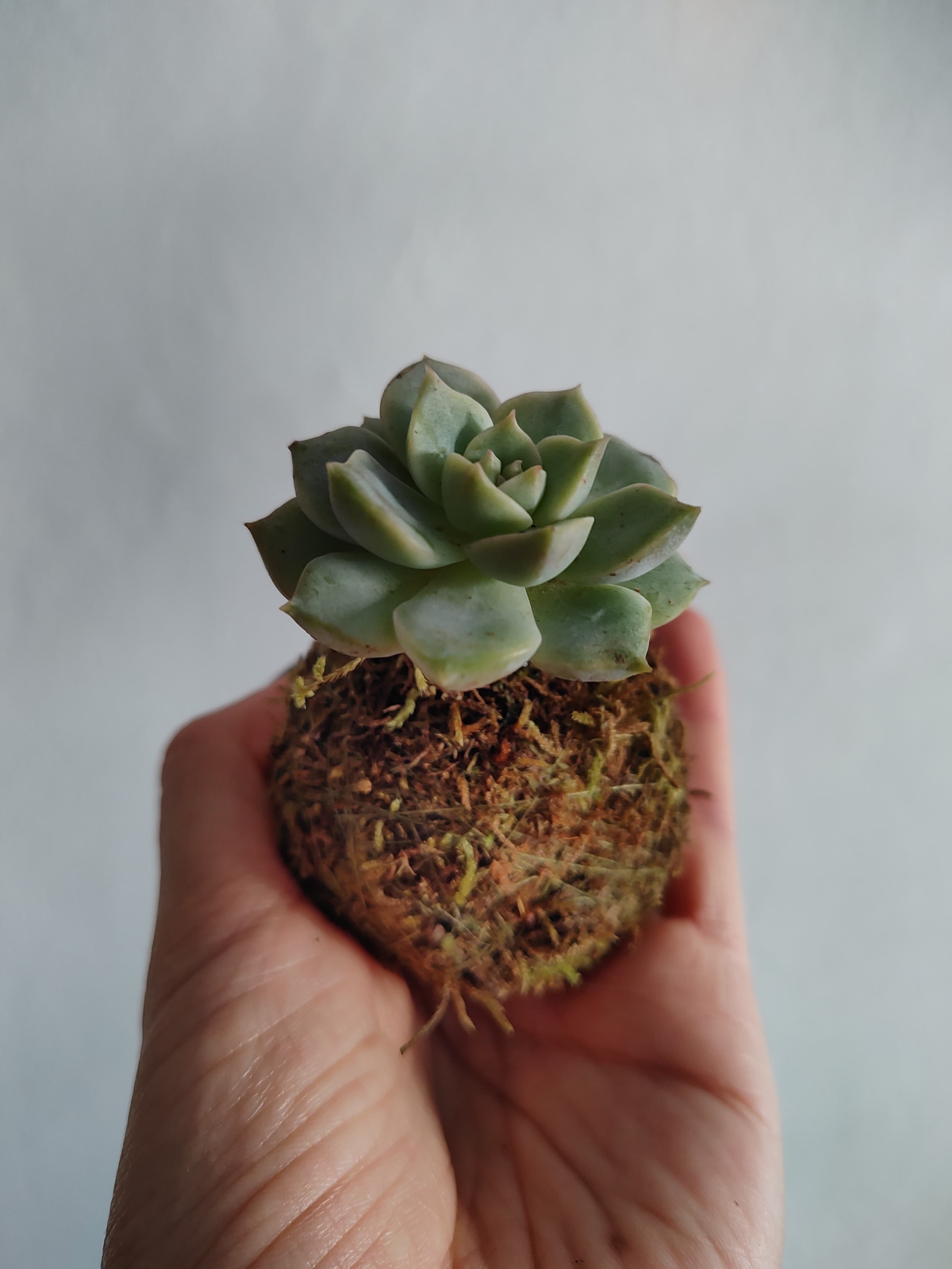 Suculenta / Graptoveria titubans - Imagen 2