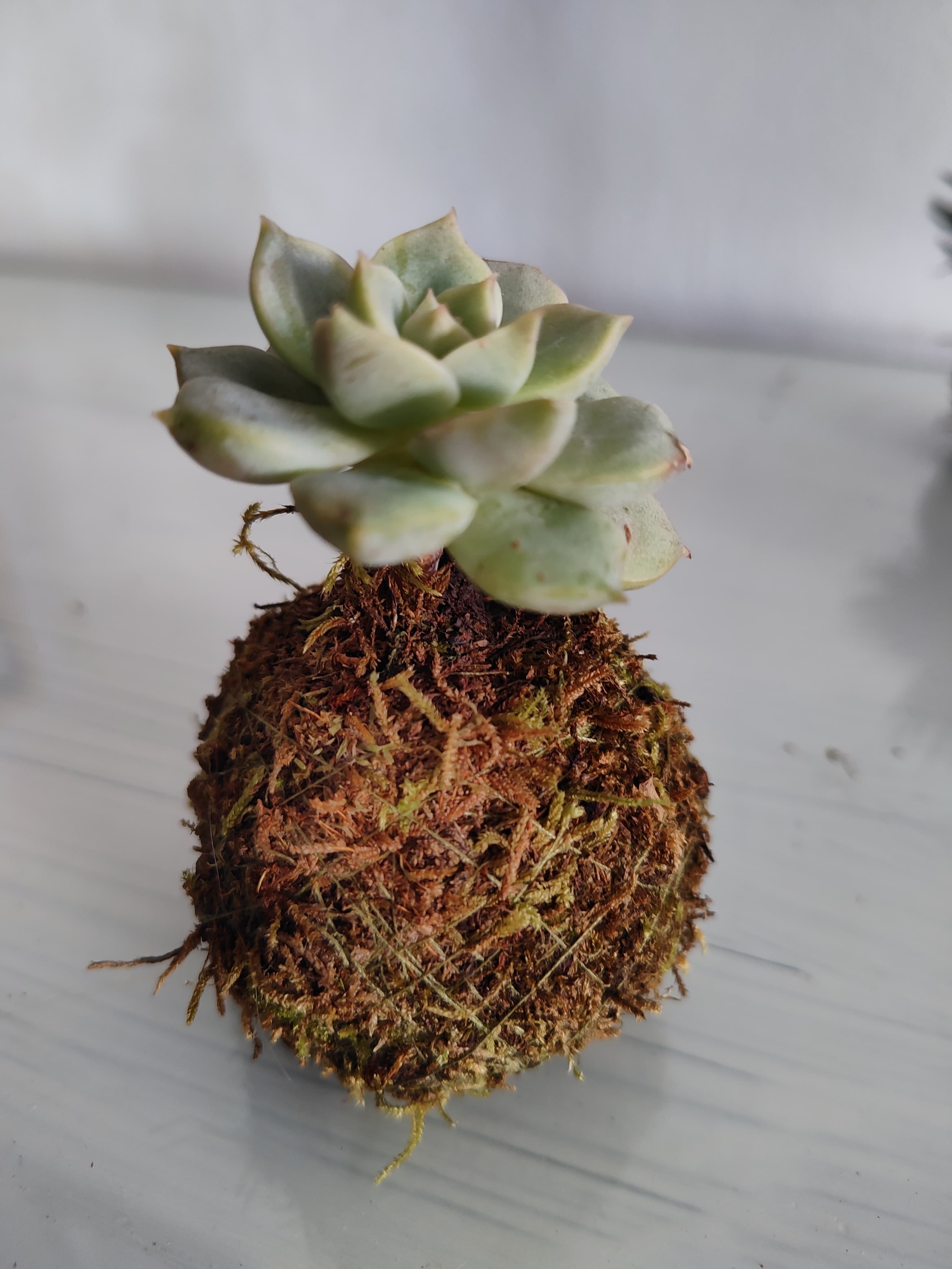 Suculenta / Graptoveria titubans - Imagen 3