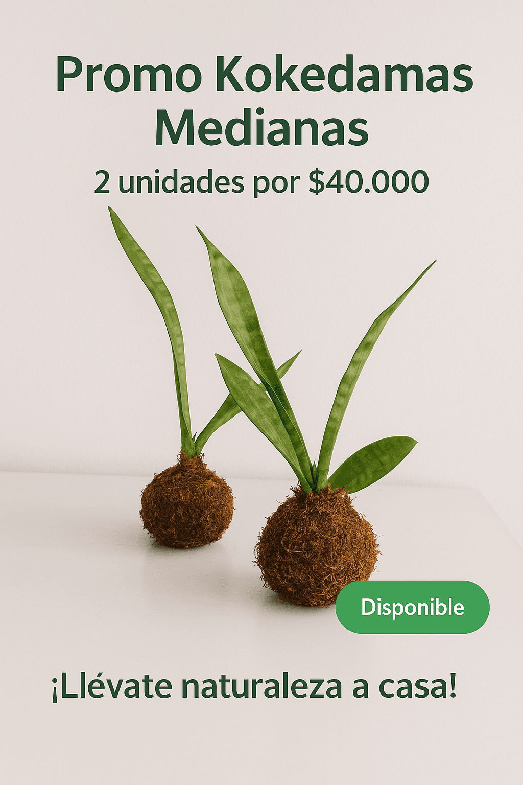 Promo Kokedamas Medianas