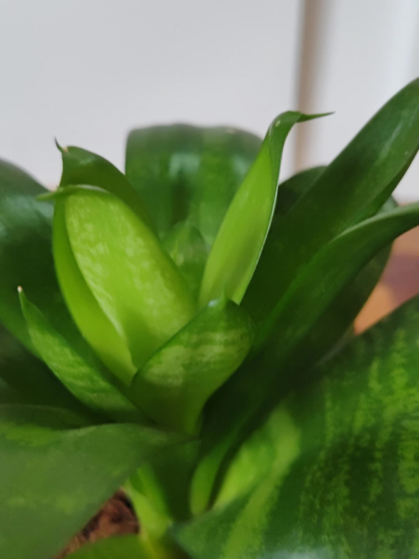 Kokedama : Sansevieria Enana ('Hahnii') - Imagen 2