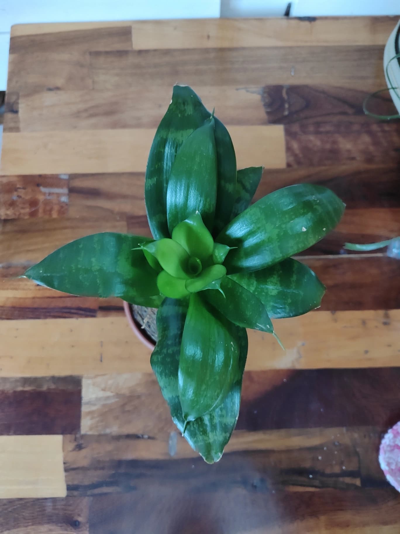 Kokedama : Sansevieria Enana ('Hahnii') - Imagen 3